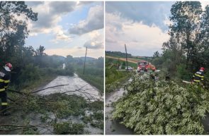 arbori căzuți Secaș