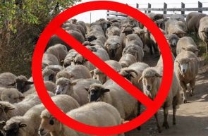 CARANTINA OVINE SI CAPRINE