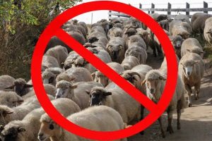 CARANTINA OVINE SI CAPRINE
