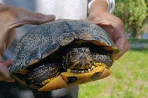 Lunca Mureşului animale