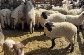 crescători oi ovine