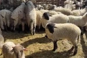 crescători oi ovine