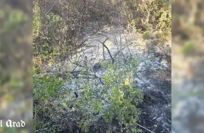 incendiu Șiștarovăț pădure