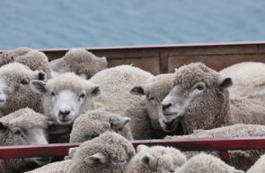 ovine
