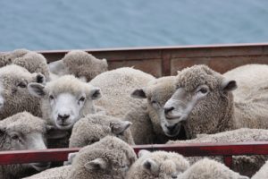 ovine