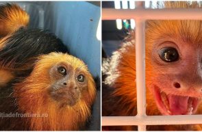 primate Moravița