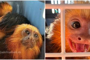 primate Moravița