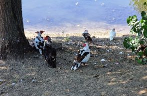 Lacul Măltăreţ raţa mută