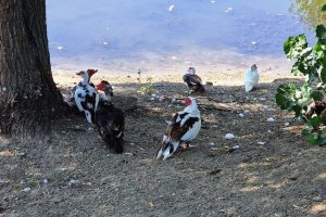 Lacul Măltăreţ raţa mută
