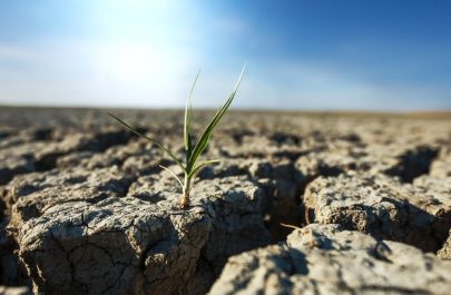 Cum arată dezastrul: seceta pedologică agresivă din județul Arad a afectat peste 51.000 de hectare. Vezi care sunt cele mai afectate zone