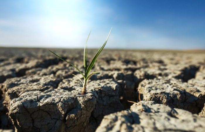 Cum arată dezastrul: seceta pedologică agresivă din județul Arad a afectat peste 51.000 de hectare. Vezi care sunt cele mai afectate zone