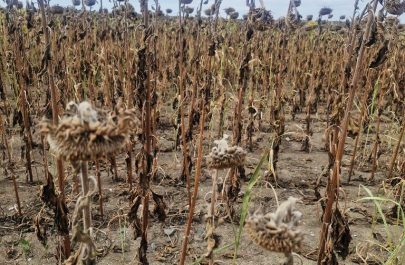 agricultura seceta seintin 2