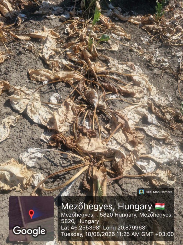 agricultura seceta ungaria