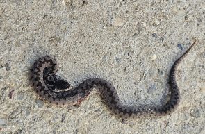 vipera