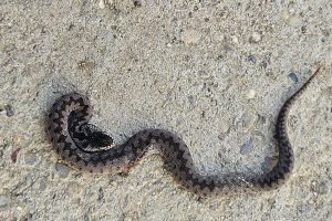 vipera