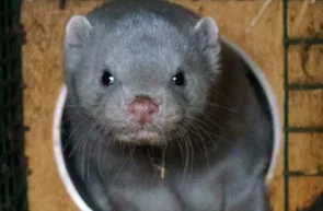 Humane World for Animals - Interdicția privind fermele de blănuri din România, în pericol - nurcă europeană