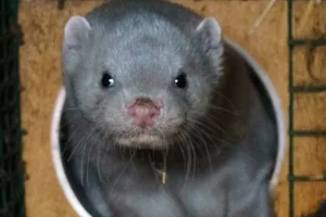 Humane World for Animals - Interdicția privind fermele de blănuri din România, în pericol - nurcă europeană