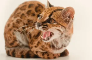 O nouă specie de pisică sălbatică, descoperită în Bolivia