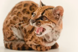 O nouă specie de pisică sălbatică, descoperită în Bolivia