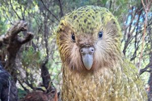 Populația celui mai greu papagal din lume, Kākāpō, atinge un nou record în Noua Zeelandă