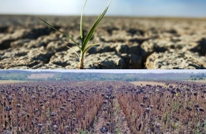Aradul ignorat. Cum a ajuns județul cu unele dintre cele mai fertile terenuri agricole să raporteze culturi calamitate în proporție de până la 100%
