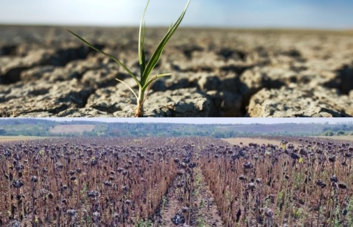 Aradul ignorat. Cum a ajuns județul cu unele dintre cele mai fertile terenuri agricole să raporteze culturi calamitate în proporție de până la 100%