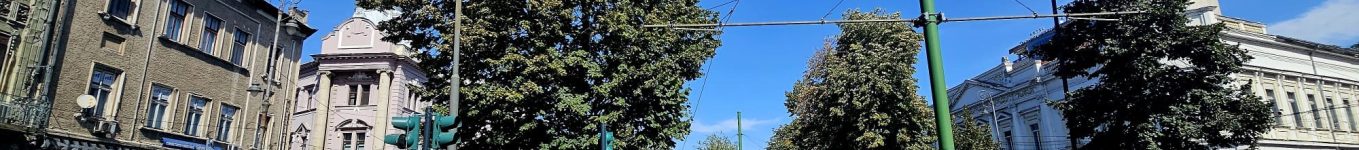 tei plantari copaci