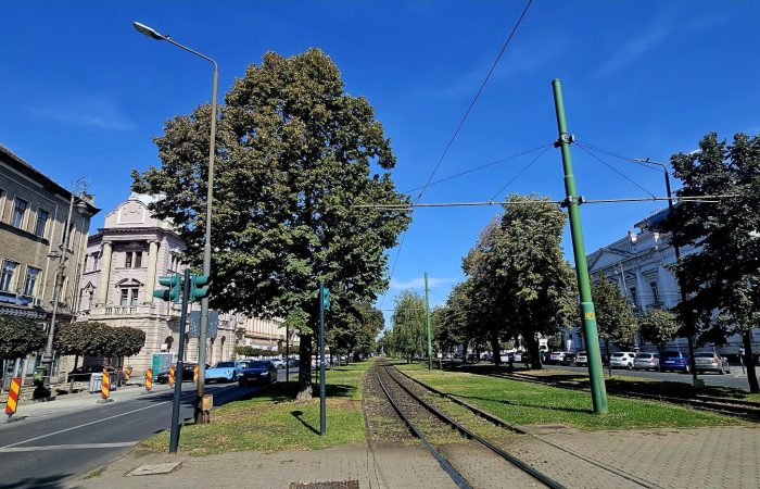 Încă un rând de tei pe Bulevardul Revoluției. Unde ajung ceilalți peste 900 de arbori și ce record negativ își trece în cont Aradul