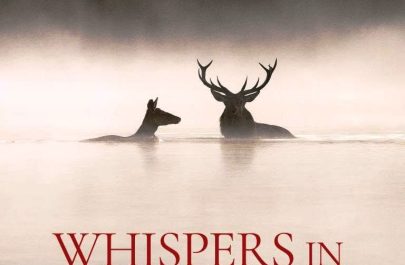 stiri ratate 61 fArad whisper of wood