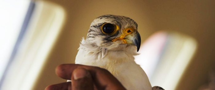 stiri ratte 61 fArad poze