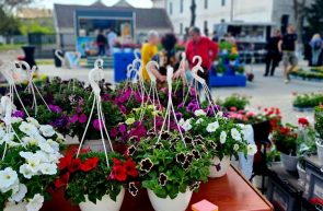 Curtici Festivalul Florilor de Toamnă