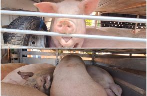 porci