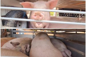 porci
